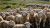 High-Quality Livestock for Sale: Ukrainian-Made Sheep and Goats